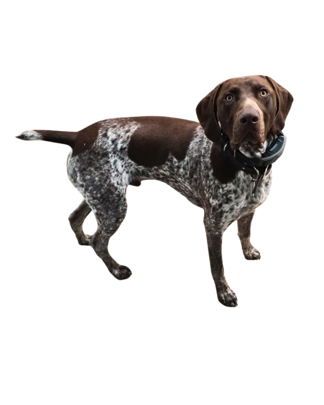 Finn, the Clendenin Woodworks shop dog